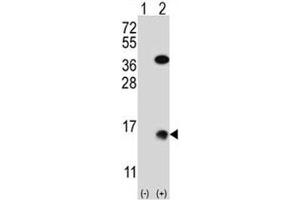 Western blot analysis of SUMO2 antibody and 293 cell lysate (2 ug/lane) either nontransfected (Lane 1) or transiently transfected (2) with the SUMO2 gene.