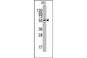 Image no. 1 for anti-Indoleamine 2,3-Dioxygenase 1 (IDO1) (C-Term) antibody (ABIN357869) (IDO1 anticorps  (C-Term))