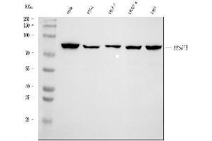 Western blot analysis of HSF1 using anti-HSF1 antibody (ABIN7602894).