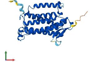 AlphaFold protein structure predicition of Mouse Recombinant Acer2 Protein, UniprotID Q8VD53