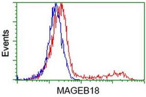 HEK293T cells transfected with either RC206329 overexpress plasmid (Red) or empty vector control plasmid (Blue) were immunostained by anti-MAGEB18 antibody (ABIN2454278), and then analyzed by flow cytometry. (MAGEB18 anticorps)