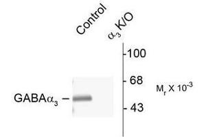 Image no. 1 for anti-gamma-aminobutyric Acid (GABA) A Receptor, alpha 3 (GABRA3) (N-Term) antibody (ABIN372630) (GABRA3 anticorps  (N-Term))