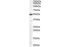 ABIN185645 (0. (Chromogranin A anticorps  (Internal Region))