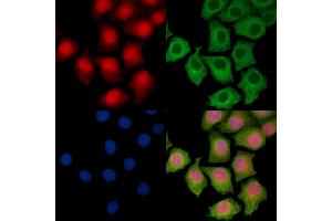 ABIN7095538 and ABIN7099595 staining HepG2 cells by IF/ICC. (SRA1 anticorps)