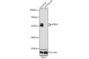 Western blot analysis of extracts from normal (control) and PTPN1 knockout (KO) HeLa cells using PTPN1 Polyclonal Antibody at dilution of 1:1000. (PTPN1 anticorps)