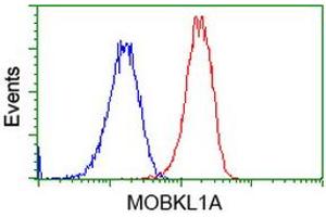 Flow Cytometry (FACS) image for anti-MOB Kinase Activator 1B (MOB1B) antibody (ABIN1499533) (MOBKL1A anticorps)