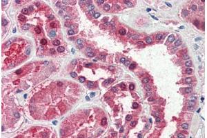 Human Kidney (formalin-fixed, paraffin-embedded) stained with GOT1 antibody ABIN337132 at 2. (GOT1 anticorps  (AA 157-167))