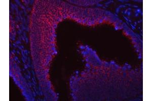 IF analysis of SUMF2 using anti-SUMF2 antibody (ABIN7600954).