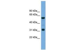 Image no. 1 for anti-Gap Junction Protein, alpha 10, 62kDa (GJa10) (N-Term) antibody (ABIN6744732) (GJa10 anticorps  (N-Term))