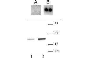 CENP-A phospho Ser18 antibody (pAb) tested by Western blot. (CENPA anticorps  (pSer16))