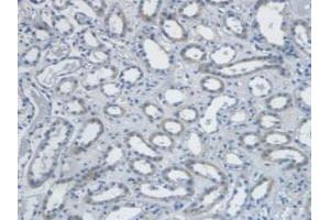 Detection of EDN1 in Human Kidney Tissue using Monoclonal Antibody to Endothelin 1 (EDN1) (Endothelin 1 anticorps  (AA 53-90))