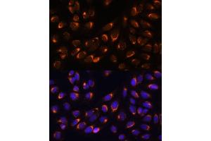 Immunofluorescence analysis of U-2 OS cells using NUCB1 Polyclonal Antibody (ABIN1681132, ABIN3018387, ABIN3018388 and ABIN6220455) at dilution of 1:100 (40x lens). (Nucleobindin 1 anticorps  (AA 302-461))