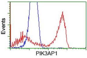 HEK293T cells transfected with either RC214125 overexpress plasmid (Red) or empty vector control plasmid (Blue) were immunostained by anti-PIK3AP1 antibody (ABIN2453460), and then analyzed by flow cytometry. (PIK3AP1 anticorps)