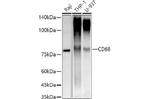 Western blot analysis of extracts of various cell lines, using CD68 antibody (ABIN7266211) at 1:1000 dilution. (CD68 anticorps)