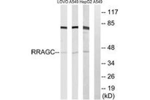 Western blot analysis of extracts from HepG2/A549/LOVO cells, using RRAGC Antibody. (GTR2 anticorps  (AA 302-351))