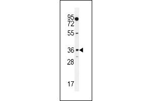 MOGT1 Antibody (C-term) (ABIN655264 and ABIN2844857) western blot analysis in K562 cell line lysates (35 μg/lane). (MOGAT1 anticorps  (C-Term))