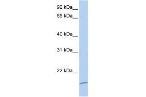 WB Suggested Anti-ASCL4 Antibody Titration:  0. (ASCL4 anticorps  (N-Term))