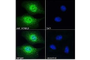 ABIN570834 Immunofluorescence analysis of paraformaldehyde fixed HEK293 cells, permeabilized with 0. (Homeobox D13 anticorps  (Internal Region))