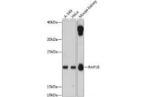 Western blot analysis of extracts of various cell lines using RAP1B Polyclonal Antibody at dilution of 1:3000. (RAP1B anticorps)