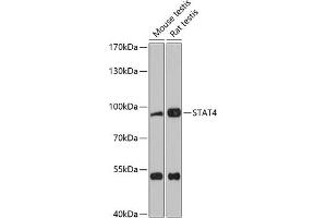 Western blot analysis of extracts of various cell lines, using ST antibody (ABIN1682908, ABIN1682909, ABIN5664112 and ABIN6219730) at 1:3000 dilution. (STAT4 anticorps  (AA 600-700))