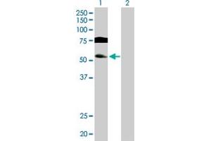 Western Blot analysis of GTF2A1L expression in transfected 293T cell line by GTF2A1L MaxPab polyclonal antibody. (GTF2A1L anticorps  (AA 1-478))