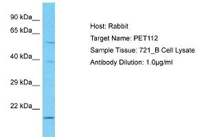 Host: Rabbit Target Name: PET112 Sample Type: 721_B Whole Cell lysates Antibody Dilution: 1. (PET112L anticorps  (N-Term))