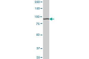 AMPD2 monoclonal antibody (M01A), clone 2F5 Western Blot analysis of AMPD2 expression in Hela S3 NE . (AMPD2 anticorps  (AA 86-185))
