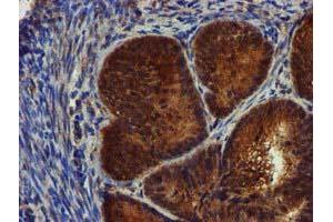 Image no. 2 for anti-Complement Component 1, S Subcomponent (C1S) antibody (ABIN1497565) (C1S anticorps)