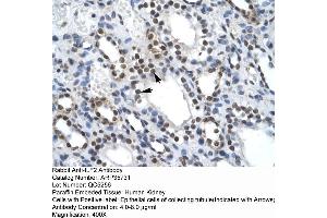Human kidney (ILF2 anticorps  (C-Term))