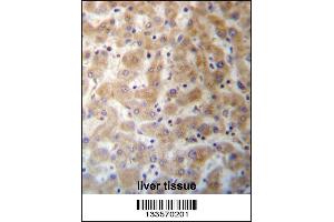 DHFRL1 Antibody immunohistochemistry analysis in formalin fixed and paraffin embedded human liver tissue followed by peroxidase conjugation of the secondary antibody and DAB staining. (DHFRL1 anticorps  (AA 45-74))