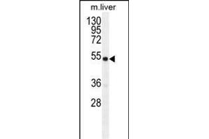 GDF6 Antibody (N-term) (ABIN655618 and ABIN2845098) western blot analysis in mouse liver tissue lysates (35 μg/lane). (GDF6 anticorps  (N-Term))