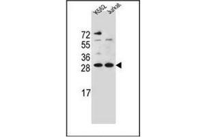 Western blot analysis of HMG1L10 Antibody (N-term) in K562,Jurkat cell line lysates (35ug/lane). (HMG1L10 anticorps  (N-Term))