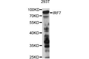 Western blot analysis of extracts of 293T cells, using IRF7 antibody (ABIN2736992) at 1:1000 dilution. (IRF7 anticorps)