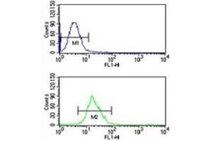 Integrin beta 3 antibody flow cytometric analysis of CEM cells (bottom histogram) compared to a negative control (top histogram). (Integrin beta 3 anticorps  (AA 734-760))