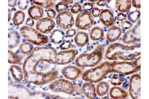 Anti- Grp75 Picoband antibody,IHC(P) IHC(P): Rat Kidney Tissue