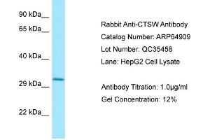 Western Blotting (WB) image for anti-Cathepsin W (CTSW) (N-Term) antibody (ABIN2789993)