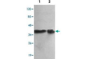 Western blot analysis of PPP1CA monoclonal antibody  at 1:1000 dilution. (PPP1CA anticorps  (N-Term))