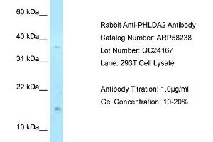 Western Blotting (WB) image for anti-Pleckstrin Homology-Like Domain, Family A, Member 2 (PHLDA2) (N-Term) antibody (ABIN2787606) (PHLDA2 anticorps  (N-Term))