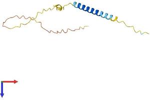 AlphaFold protein structure predicition of Mouse Recombinant Bex3 Protein, UniprotID Q9WTZ9