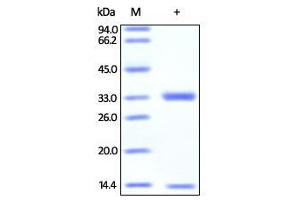 Biotinylated Human FcRn / FCGRT & B2M on SDS-PAGE under reducing (R) condition.