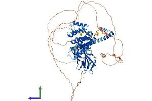 AlphaFold protein structure predicition of Mouse Recombinant Gga3 Protein, UniprotID Q8BMI3