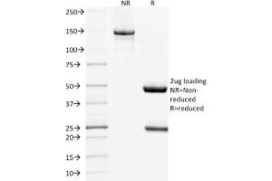 SDS-PAGE Analysis Purified CD268 / BAFFR Mouse Monoclonal Antibody (BAFFR/1557). (TNFRSF13C anticorps)