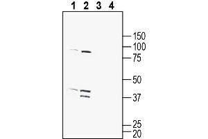 Western blot analysis of mouse brain membranes (lanes 1 and 3) and rat brain membranes (lanes 2 and 4):1-2. (G Protein-Coupled Receptor 132 anticorps  (Extracellular))