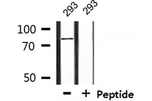 Western blot analysis of extracts from 293, using TGM2 Antibody. (Transglutaminase 2 anticorps  (N-Term))
