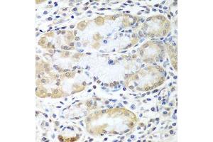 Immunohistochemistry of paraffin-embedded human stomach using ASNA1 antibody.