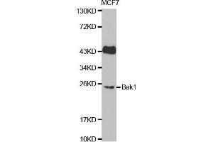 Western blot analysis of extracts of MCF7 cell lines, using BAK1 antibody. (BAK1 anticorps  (AA 62-112))