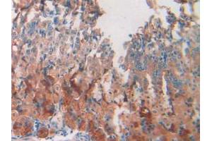 DAB staining on IHC-P; Samples: Mouse Stomach Tissue (Resistin anticorps  (AA 21-114))