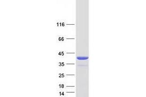 Validation with Western Blot