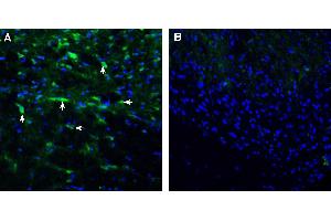 Expression of ENPP1 in rat spinal cord.