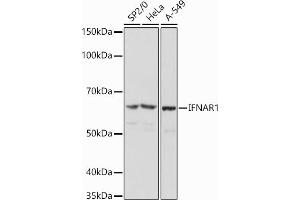 Western blot analysis of extracts of various cell lines, using IFN antibody (ABIN7267947) at 1:1000 dilution. (IFNAR1 anticorps  (AA 470-557))